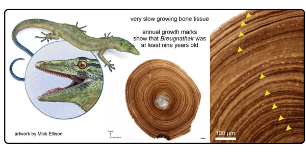 Mosaic anatomy in an early fossil squamate
